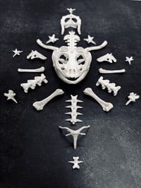 Image 5 of XSmall Pocket Pet Skeletal Cleaning (0-5lbs)