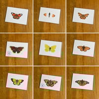 Butterfly Print #2 - Various Designs