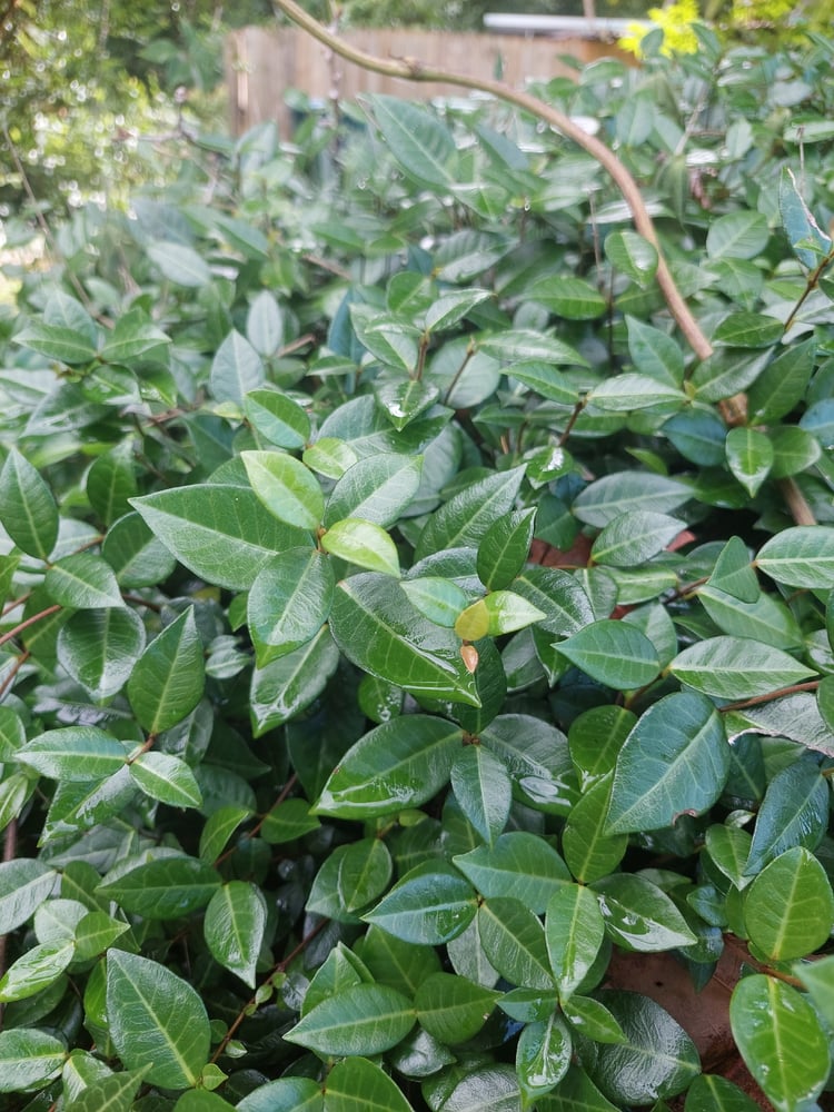 Image of PLANT Bush 🌳🌳🌳