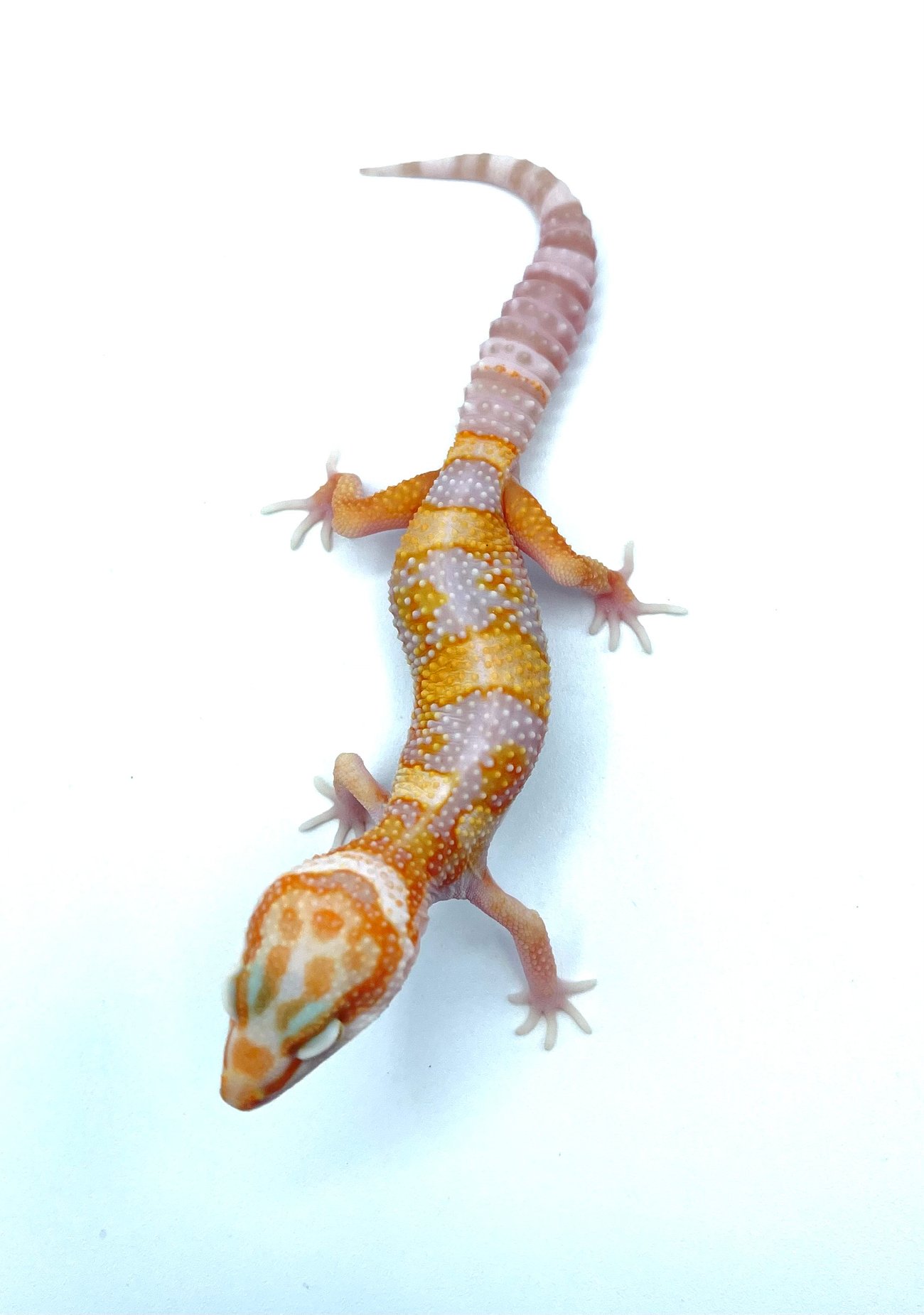 Giant Tangerine (Tremper) H- 12 | Elite Reptile