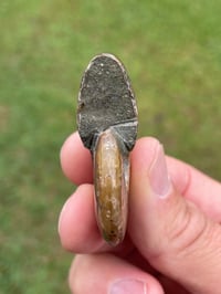 Image 14 of Opalized Ammonite Shell Fossil #2040