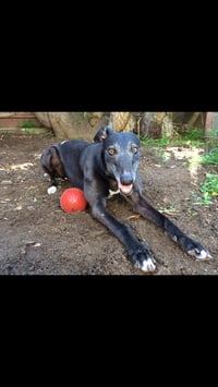 Image 2 of Puppy Love Lucy