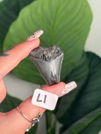 Image 12 of SMALL MEGALODON TEETH -SOUTH CAROLINA- CHOOSE YOUR OWN LOT 1