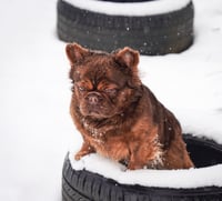 Image 5 of Draco Stud Fee 