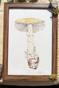 Image 3 of Amanita phalloides 