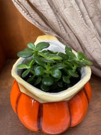 Image 2 of Jade Plant in Large Pumpkin Pitcher