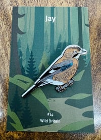 Image 1 of Jay - #14 - Wild Britain Series