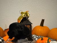 Image 3 of Cardi Bella & Prince Ryott’s KB Girl 