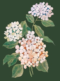 Image 1 of 'Hydrangea' Print 