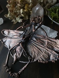 Image 1 of Real Praying Mantis 