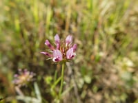 Image 2 of Tomcat Clover : Trifolium wildenovii