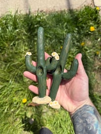 Image 6 of Cacti 🌵 