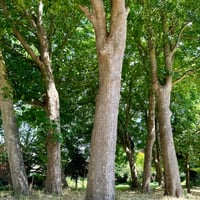 Image 4 of Tree patterned Earrings