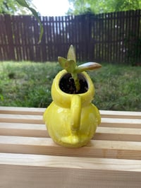 Image 4 of Coppertone Stonecrop in Yellow Chick