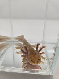 Image 4 of David Copperlake