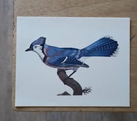Image 6 of Planches De Bestiaire Du Muséum D'histoire Naturelle - les oiseaux .