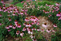 Image 1 of Echinacea Flower 