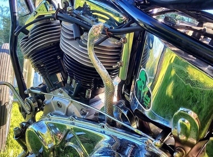 Image of « The serpent » shifter