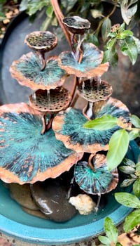 Image 4 of 🍃🙏🏼🌱Sacred Lotus