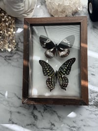 Image 2 of Framed Butterflies 