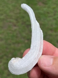 Image 12 of Rams Horn Selenite, Gypsum Specimen | Guizhou China #2867