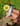 mini wharncliffe