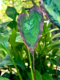 Image 3 of 🩵🌼💚Heart garden 💚🌼🩵