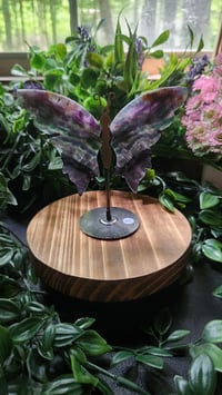 Image 4 of Fluorite Butterfly