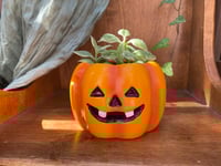 Image 1 of Baby Sun Rose in Halloween Pumpkin Pot