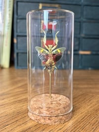 Image 2 of jeweled flower mantis