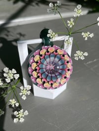 Image 4 of starry sorbet