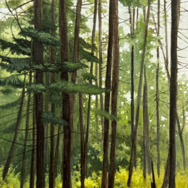 Eastern Edge of Cathedral Woods, Monhegan