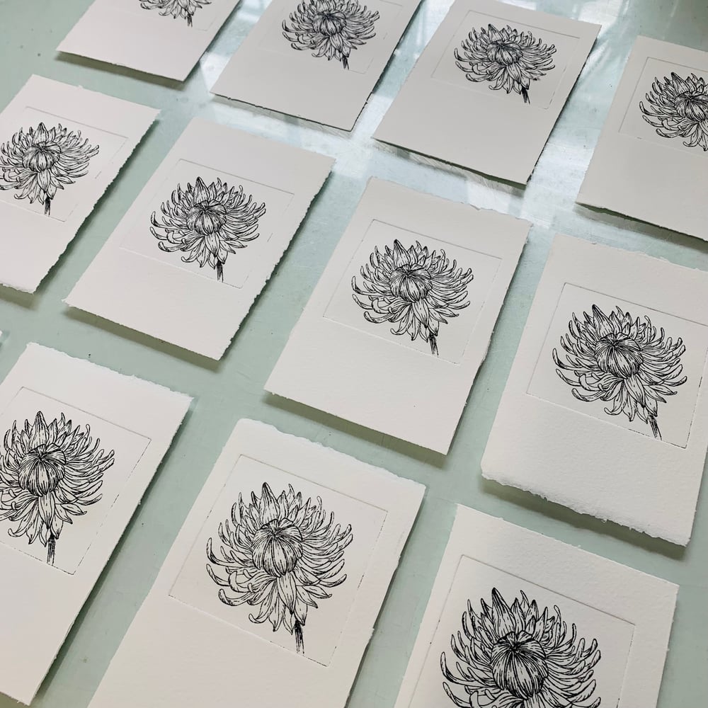 Image of Chrysanthemum Etching