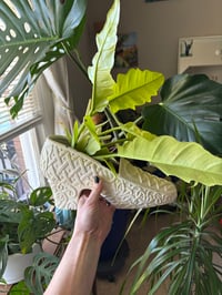 Image 2 of Golden Crocodile Philodendron in Large White Shoe