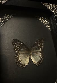 Image 2 of Cethosia Biblis 