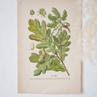 Image 2 of Planches De Botanique Chêne, Maronnier, Châtaignier & Bouleau
