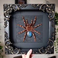 Image 1 of Large! Brazilian White knee tarantula