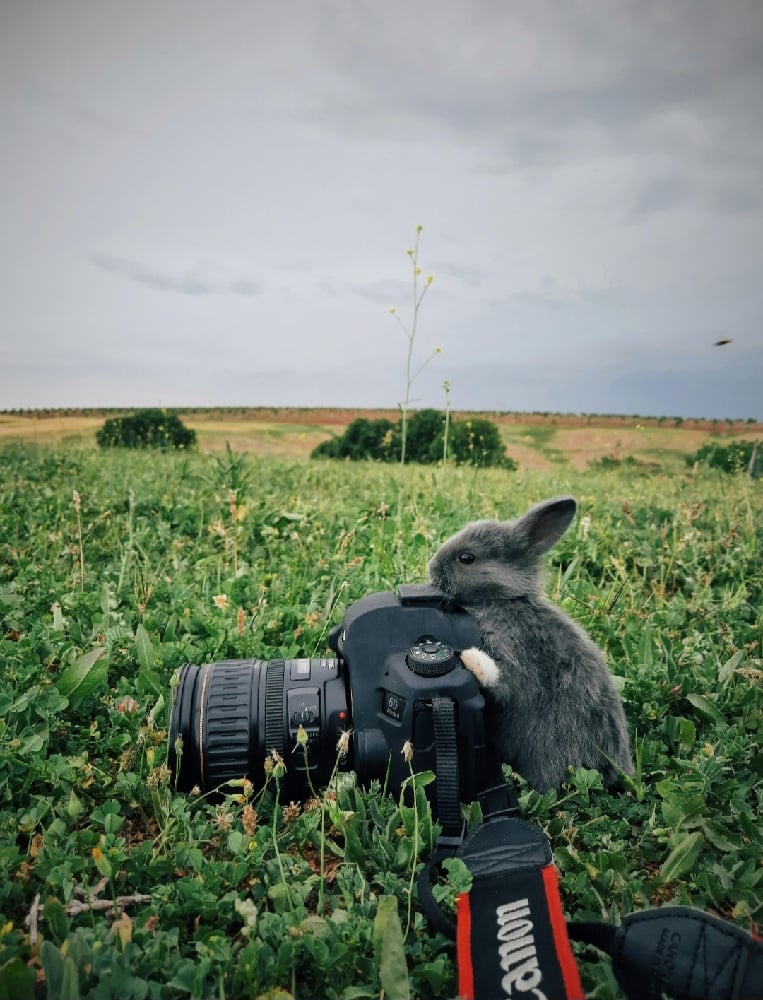 Image of Rent a Rabbit (Photography/Party's)