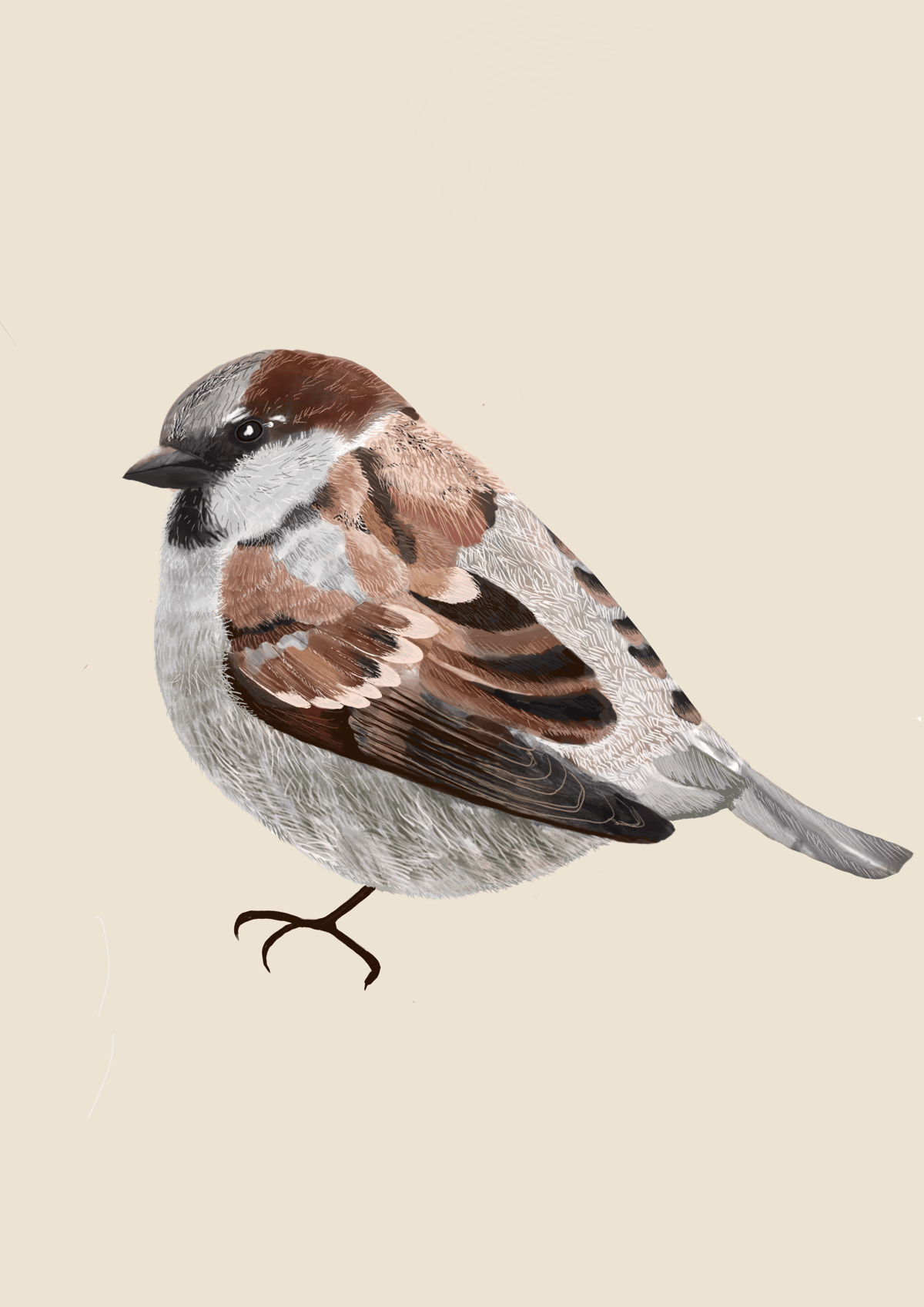 Sparrow Print & Cards