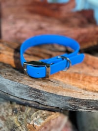 Cyan Blue - Adult Dog
