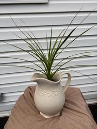 Image 1 of Sabal Cabbage Palm in Large Cream Pitcher