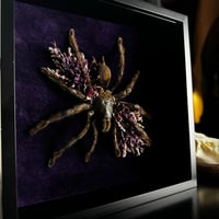 Image 2 of Floral Tarantula 