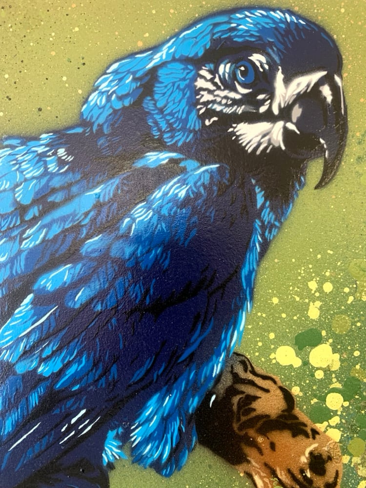 Image of ‘Blue Macaw (after Edwin Penny)’