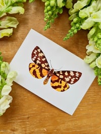 Image 9 of Yellow Moths & Butterflies Postcard Set