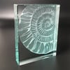 Ammonite glass block