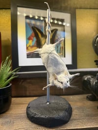 Image 2 of Make your own Taxidermy Mouse Workshop Dec 9th 11am - 3pm