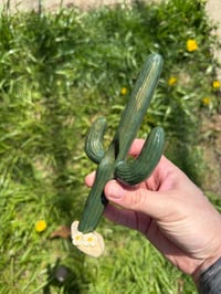 Image 5 of Cacti 🌵 