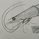 Image 2 of £50 originals - big Shrimp , pointillism