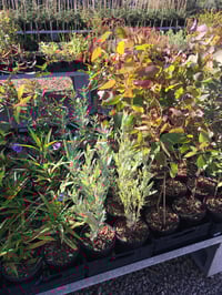 140mm POT (1.3L) - WHOLESALE