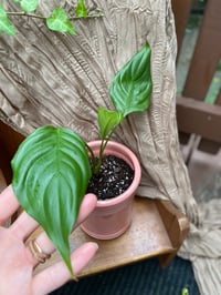 Image 3 of White Sails Peace Lily in Light Pink Pot
